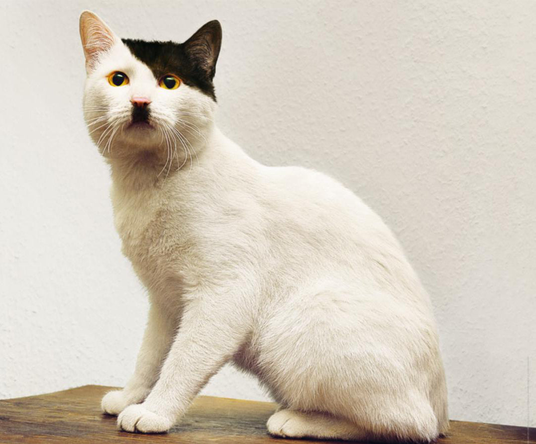 What The Hell Is Democracy? - Cats' Classroom